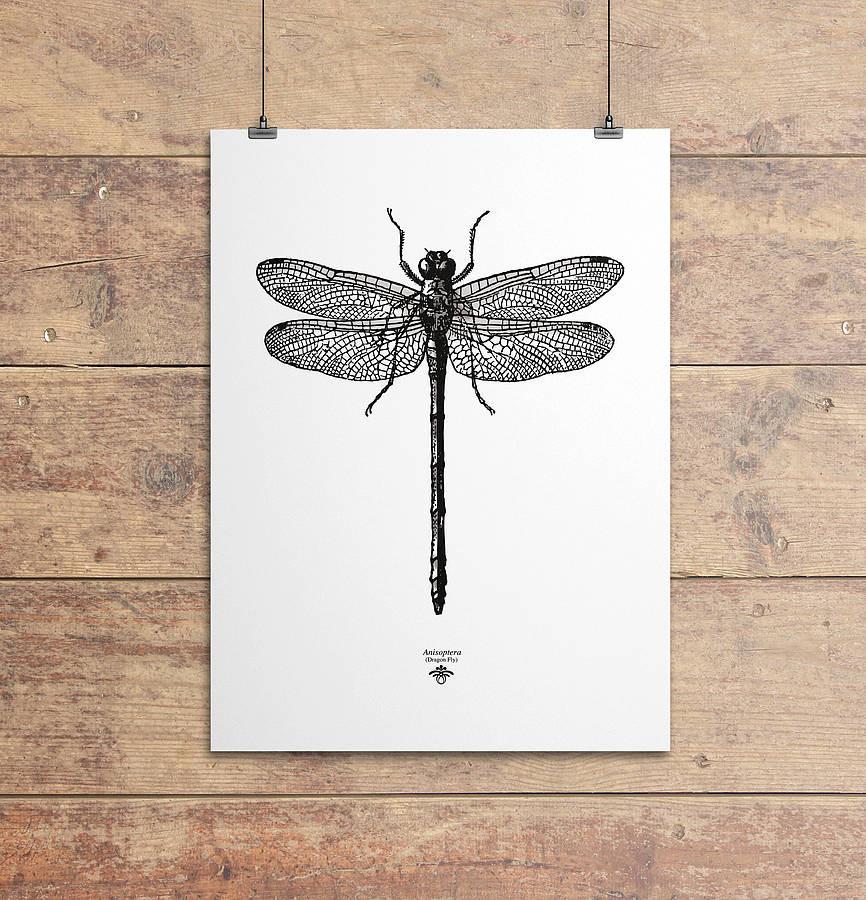 Oakdene Designs Prints 'Vintage Dragonfly Illustration' Print