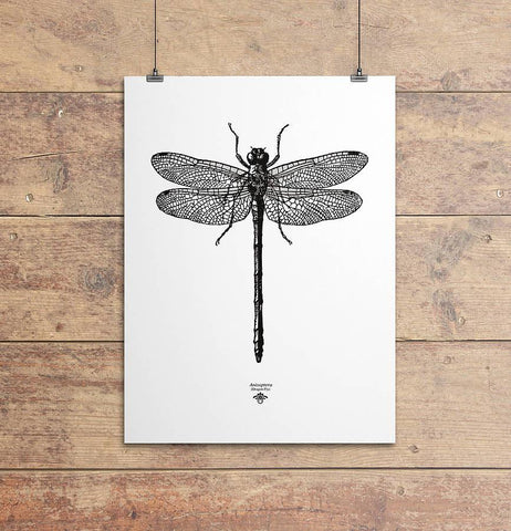 Oakdene Designs Prints 'Vintage Dragonfly Illustration' Print