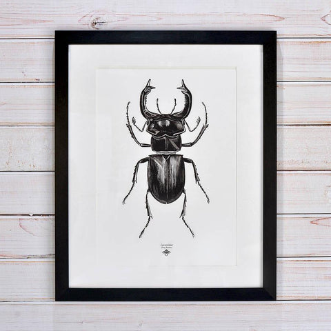 'Vintage Beetle Insect Illustration' Print - Oakdene Designs - 1