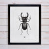 'Vintage Beetle Insect Illustration' Print - Oakdene Designs - 1