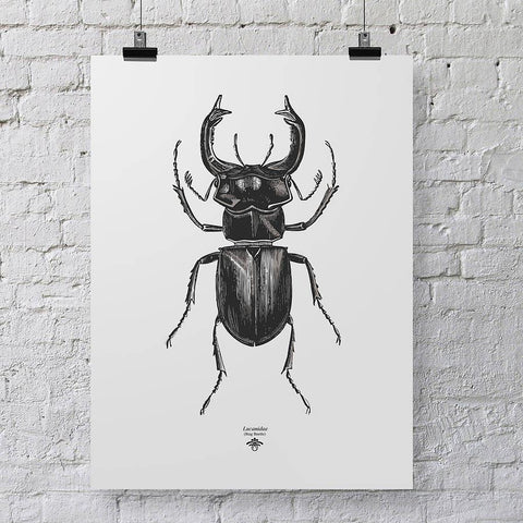 'Vintage Beetle Insect Illustration' Print - Oakdene Designs - 2