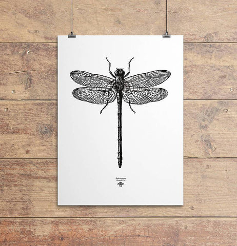 'Vintage Dragonfly Illustration' Print - Oakdene Designs - 1